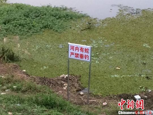 一个月前，200多条眼镜蛇幼蛇从南京北郊六合区一养殖场大逃亡，事发已有1个多月。　李珂摄
